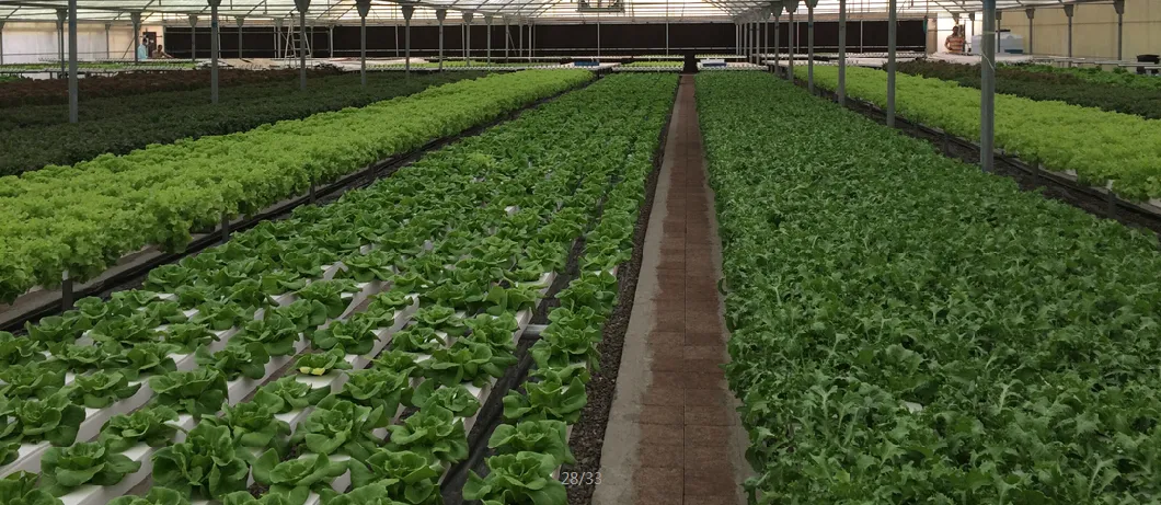 Hydroponic Gardening PVC Channel Commercial Hydroponic System for Leafy Greens