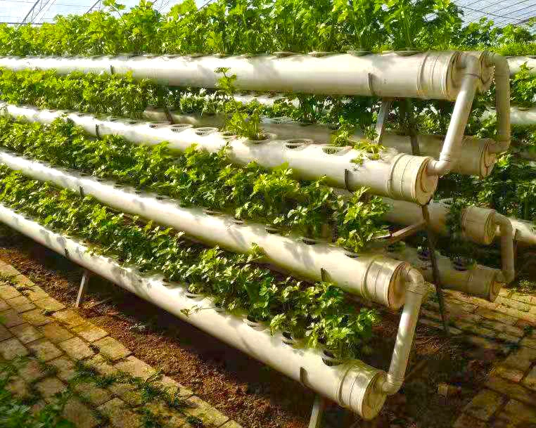 Vertical Nft Hydroponics Farming Growing System for Green Leaf Vegetables/ Celery/ Lettuce