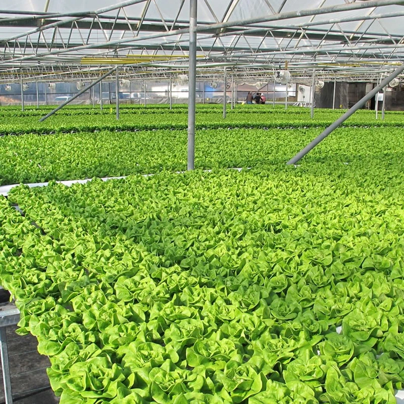 Aquaponics Nft Channel System for Lettuce Greens Growing